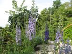delphinium-elatum-mrs-newton-lees-2
