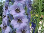 delphinium-elatum-mrs-newton-lees-3