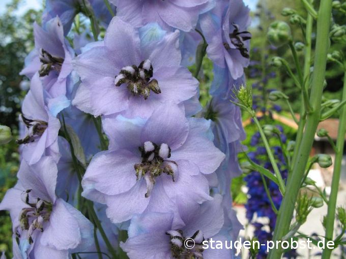 Delphinium elatum 'Mrs. Newton Lees' - Rittersporn