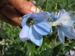 delphinium-elatum-perlmutterbaum