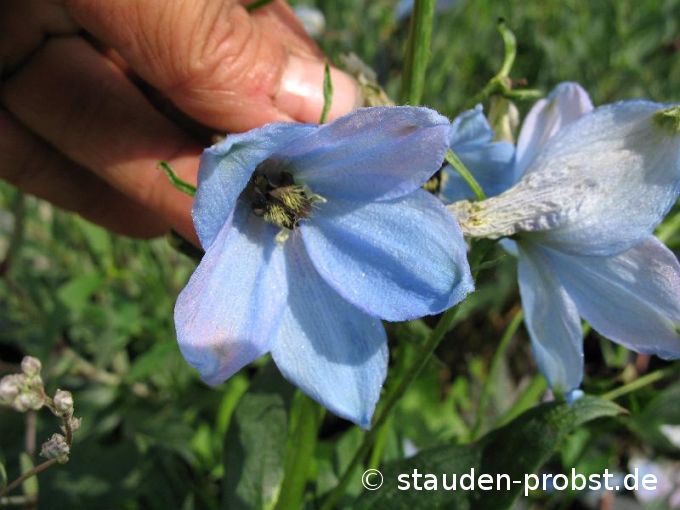 Delphinium elatum 'Perlmutterbaum' - Rittersporn