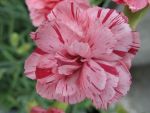 dianthus-allwoodii-helen-2