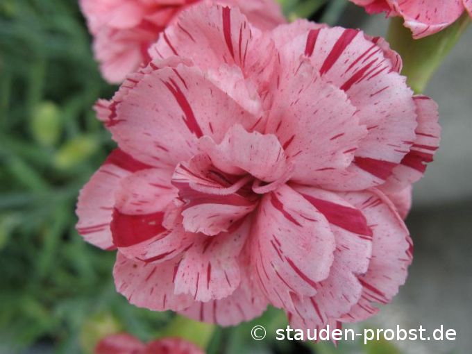 Dianthus allwoodii 'Helen' - Federnelke