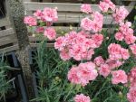 dianthus-allwoodii-helen