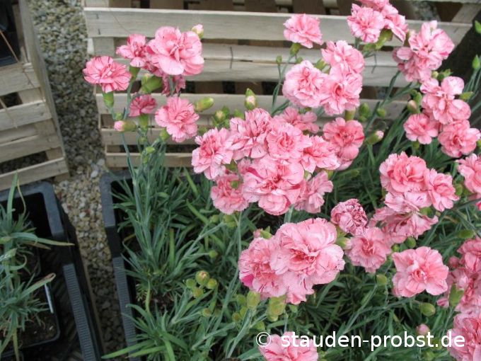 Dianthus allwoodii 'Helen' - Federnelke