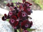 dianthus-barbatus-nigrescens