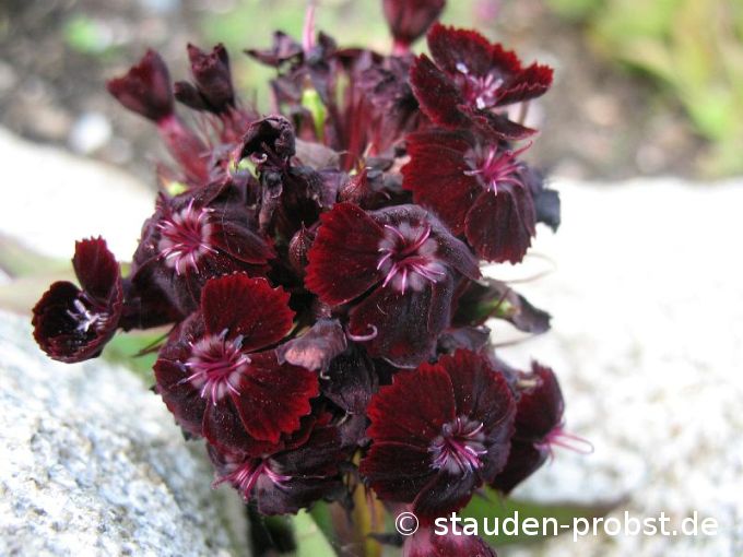 Dianthus barbatus 'Nigrescens' - Bartnelke