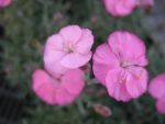 dianthus-caesius-franzibub