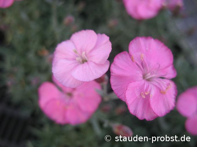 Dianthus caesius 'Franzibub' - Pfingstnelke