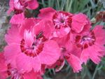 dianthus-caesius-rotkaeppchen-2