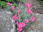dianthus-caesius-rotkaeppchen-3