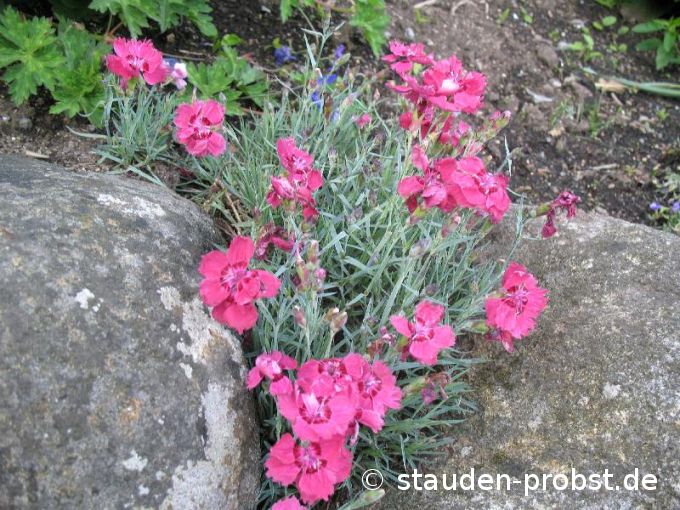 Dianthus caesius 'Rotkäppchen' - Pfingstnelke