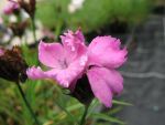dianthus-carthusianorum-ruperts-pink