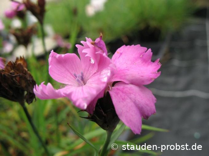 Dianthus carthusianorum 'Ruperts Pink' - Karthäusernelke