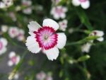 dianthus-deltoides-arctic-fire-2