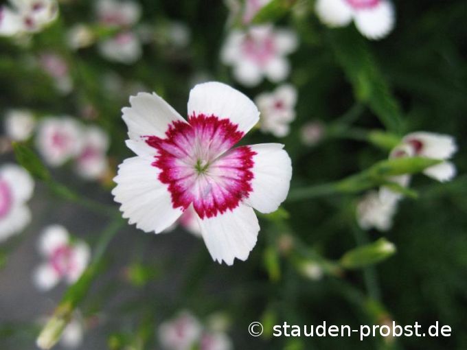 Dianthus deltoides 'Arctic Fire' - Heidenelke
