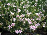 dianthus-deltoides-arctic-fire