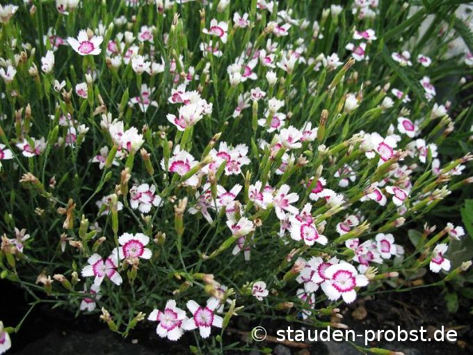 Dianthus deltoides 'Arctic Fire' - Heidenelke