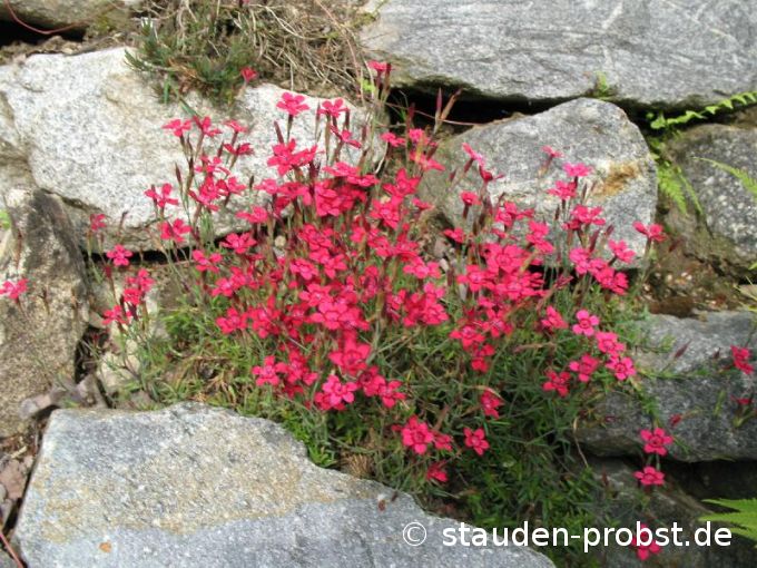 Dianthus deltoides 'Leuchtfunk' - Heidenelke