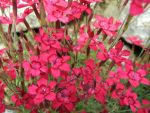 dianthus-deltoides-leuchtfunk