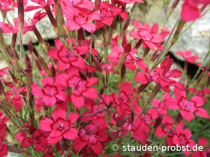 Dianthus deltoides 'Leuchtfunk' - Heidenelke