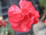 dianthus-plumarius-david