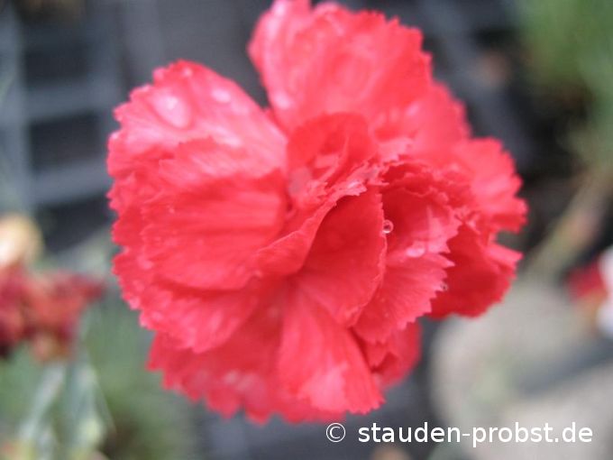 Dianthus plumarius 'David' - Federnelke