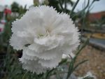 dianthus-plumarius-haytor-white