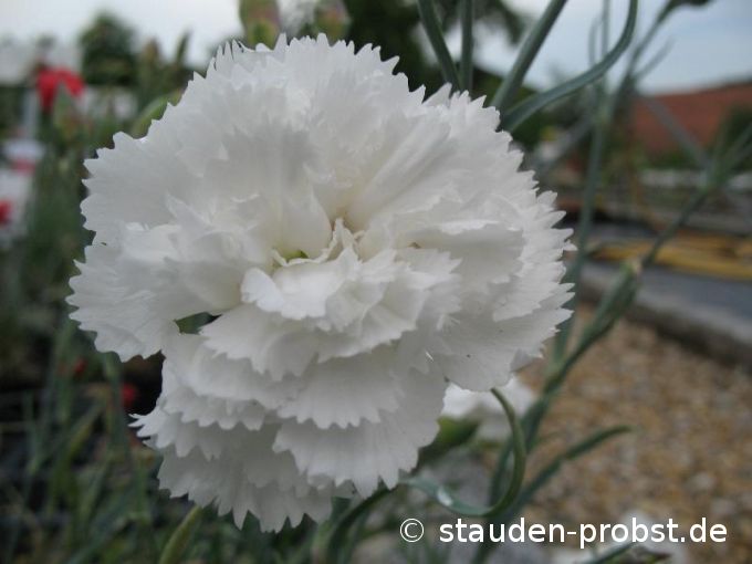 Dianthus plumarius 'Haytor White' - Federnelke