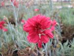 dianthus-plumarius-heidi
