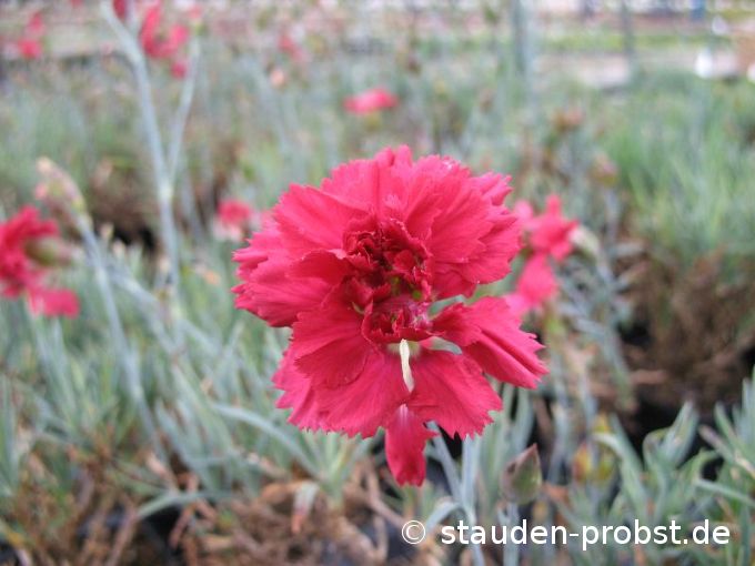 Dianthus plumarius 'Heidi' - Federnelke