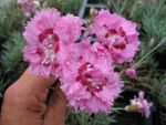 dianthus-plumarius-maggie