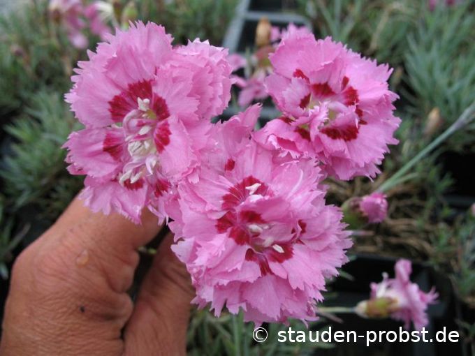 Dianthus plumarius 'Maggie' - Federnelke