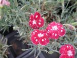 dianthus-plumarius-waithmans-beauty