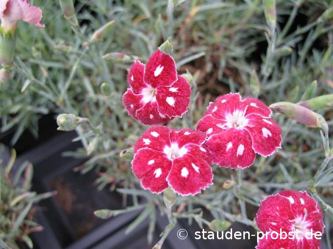 Dianthus plumarius 'Waithman's Beauty' - Federnelke