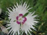 dianthus-spiculifolius