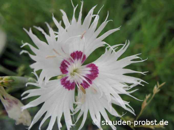 Dianthus spiculifolius - Igelnelke, Geröllnelke