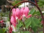 dicentra-spectabilis-3
