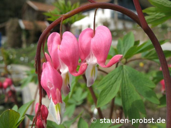 Dicentra spectabilis - Tränendes Herz