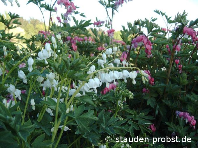 Dicentra spectabilis 'Alba' - Tränendes Herz