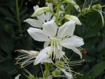 dictamnus-albus-albiflorus-2