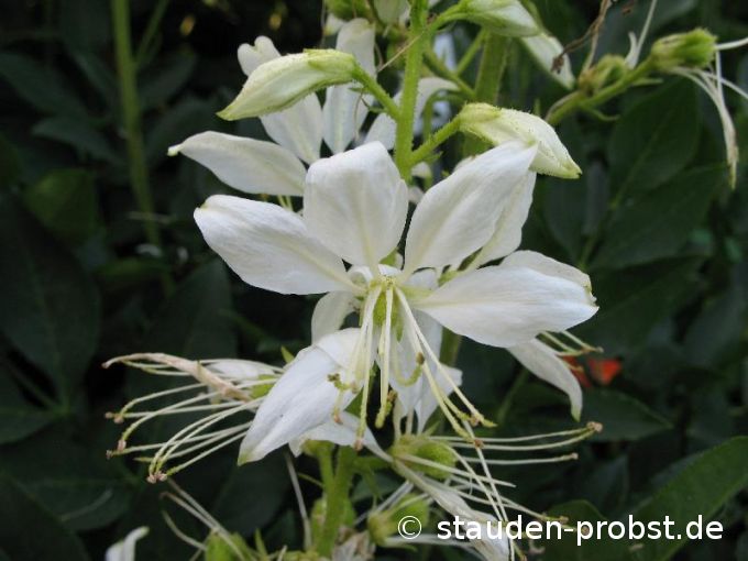 Dictamnus albus 'Albiflorus' - Brennender Busch