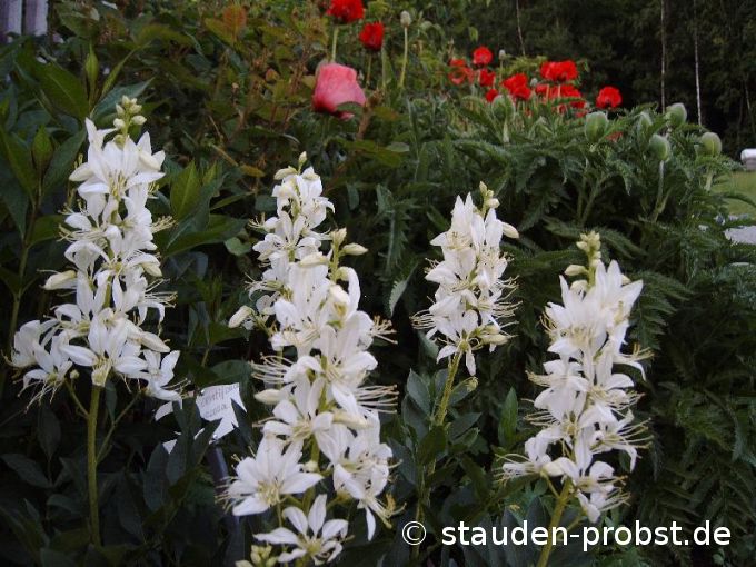 Dictamnus albus 'Albiflorus' - Brennender Busch
