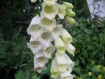 digitalis-purpurea-alba