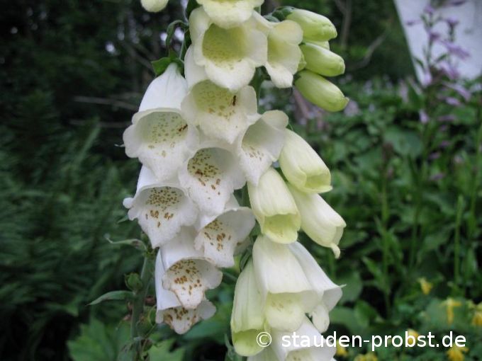 Digitalis purpurea 'Alba' - Weißer Fingerhut