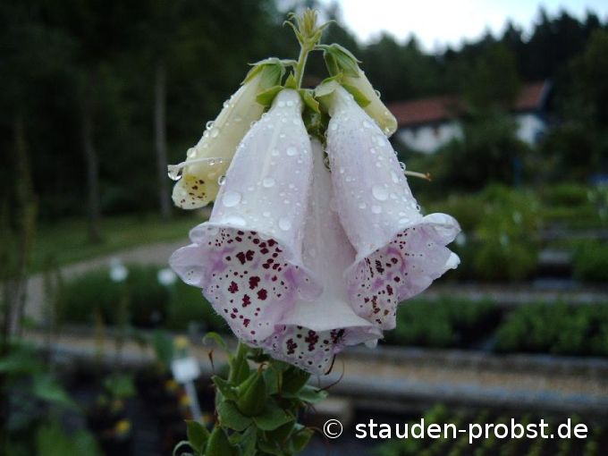 Digitalis purpurea 'Pam's Choice' - Fingerhut