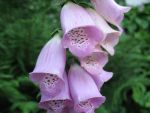 digitalis-purpurea