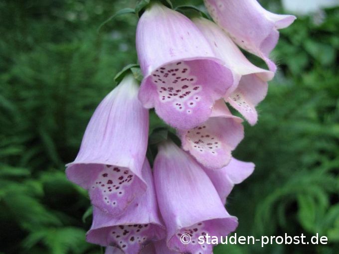 Digitalis purpurea - Roter  Fingerhut