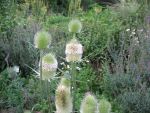 dipsacus-sativus-alba-2