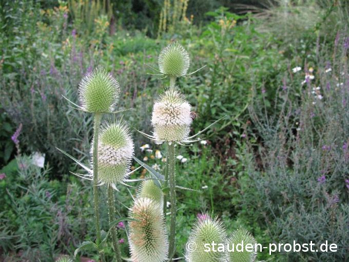 Dipsacus sativus - Weberkarde